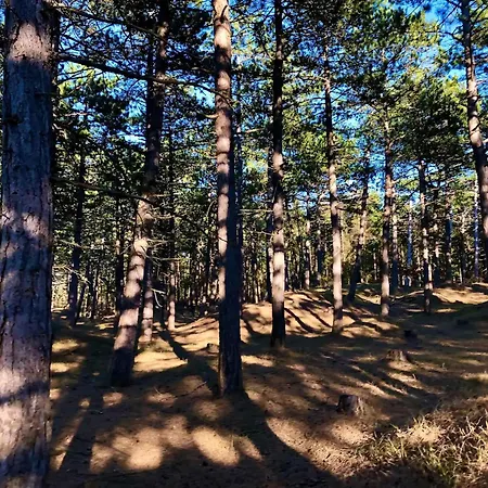 Nyaraló Cozy By Beautiful And Forest *