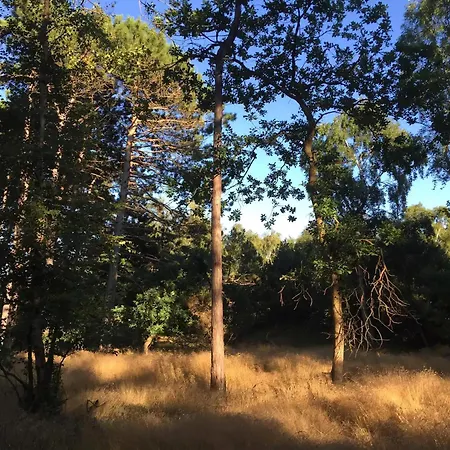 Cozy By Beautiful And Forest